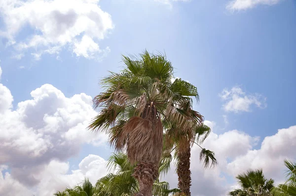 Güneşli Bulutlu Arka Planda Meksikalı Hayran Palmiyelerinin Düşük Açılı Görüntüsü — Stok fotoğraf