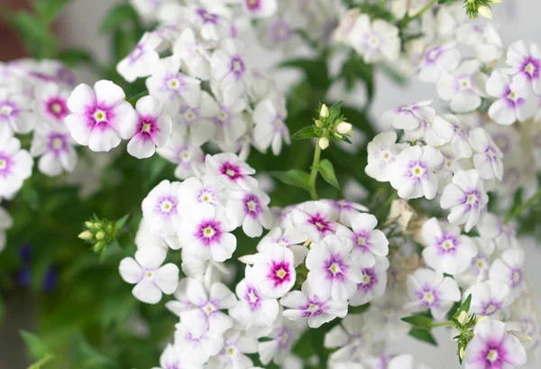 Enfoque Selectivo Hermosas Flores Phlox — Foto de Stock