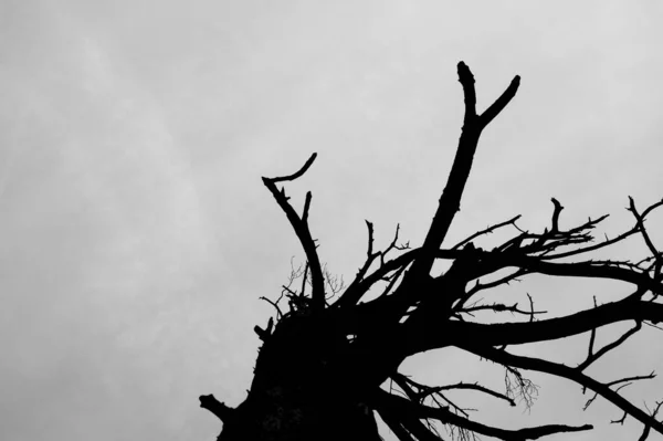 Una Escala Grises Árbol Seco Solitario Día Nublado Bajo Cielo —  Fotos de Stock