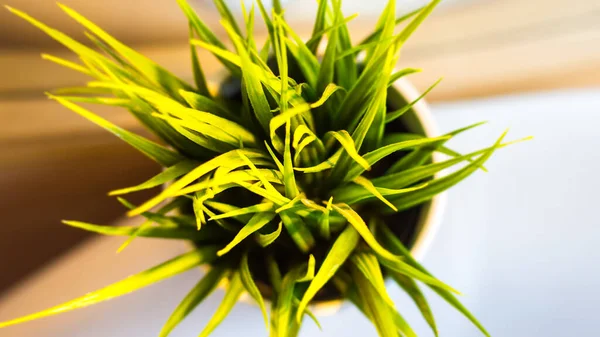 Closeup Top View Potted Green Plant Indoors — Stock Photo, Image