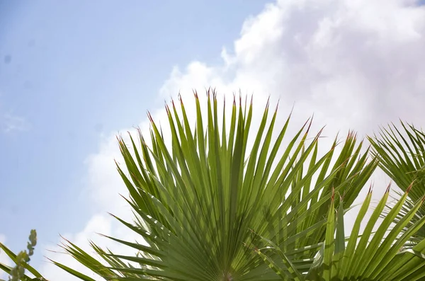 Верхівка Мексиканської Віялової Пальми Хмарному Тлі Неба — стокове фото