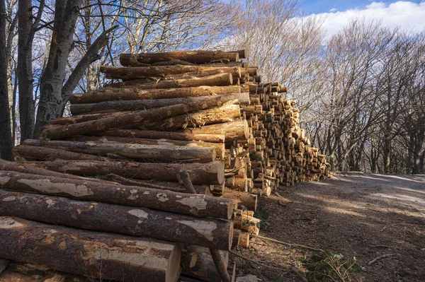 Ormanda Istiflenmiş Odun Yığını — Stok fotoğraf