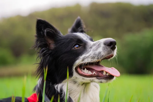 Collie Fronteira Preta Campo Verde — Fotografia de Stock