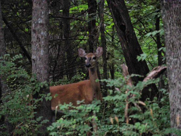 俄拉特市厄尼米勒自然中心 一只警觉的鹿站在茂密的森林里 遥望远方 — 图库照片
