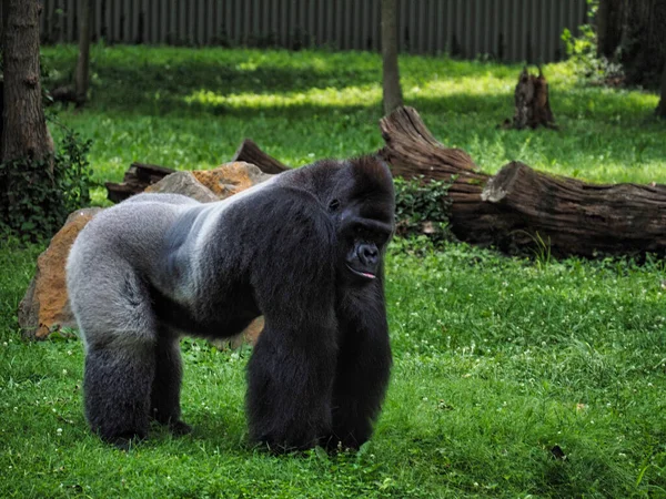 Gorila Negro Zoológico Kansas City Missouri — Foto de Stock