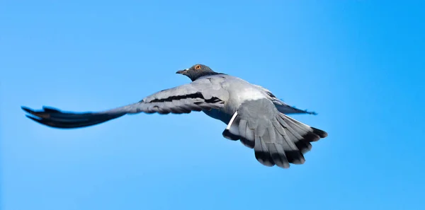 Closeup Shot Gray Pigeon Flying Sky — Stock Photo, Image