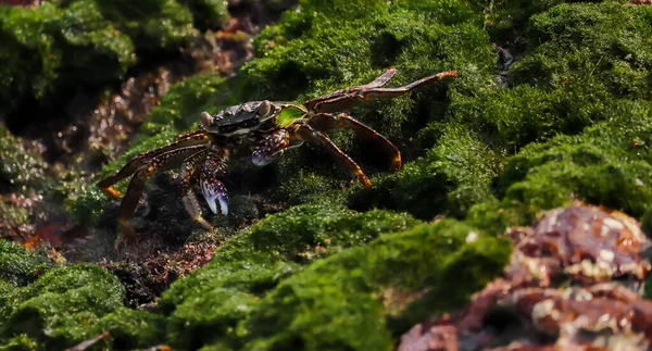 Gros Plan Crabe Sur Rocher Couvert Mousse Sous Eau — Photo