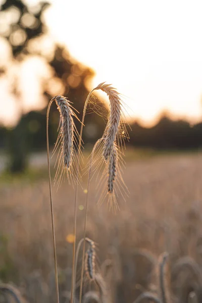 Een Close Van Tarwe Het Veld Met Een Wazige Achtergrond — Stockfoto