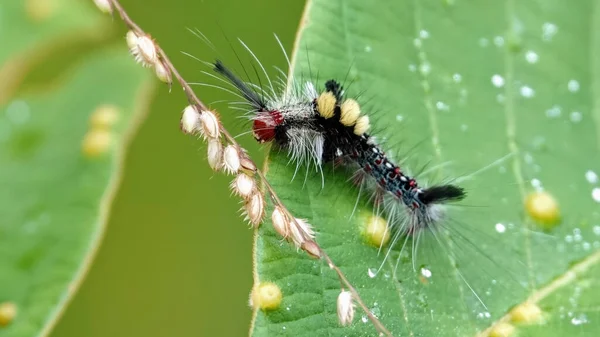 Nahaufnahme Einer Raupe Die Auf Einem Grünen Blatt Hockt — Stockfoto