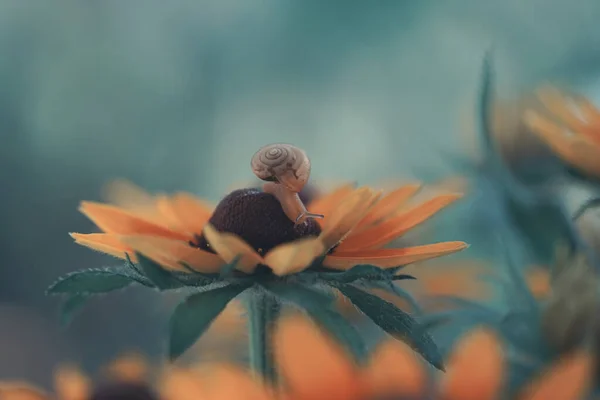 Selective Focus Shot Snail Flower — Stock Photo, Image