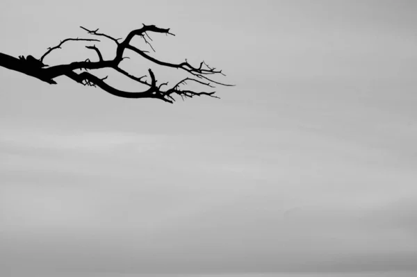 Una Escala Grises Árbol Seco Solitario Día Nublado Bajo Cielo —  Fotos de Stock