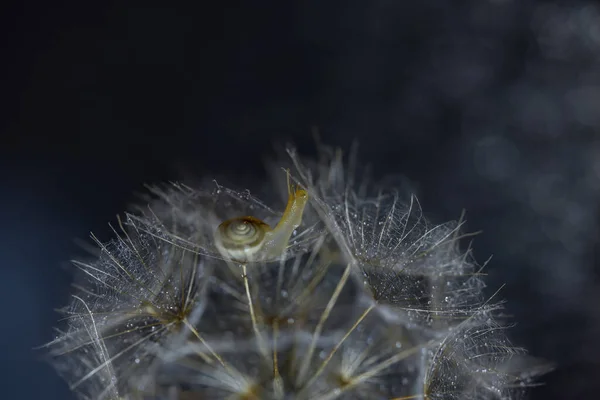 背景がぼやけているタンポポの花の上に小さなカタツムリ — ストック写真