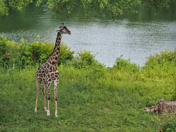 Giraffe Lake Zoo Kansas City Missouri — Stock Photo, Image