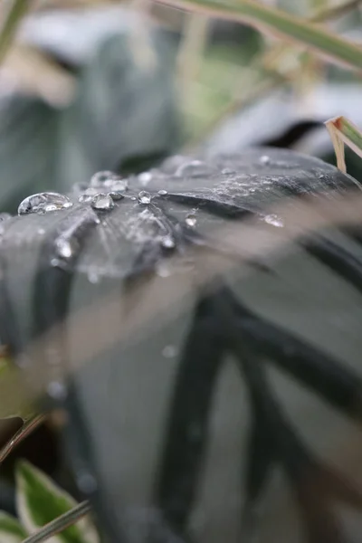 Selective Focus Shot Water Droplets Fresh Leaf Garden — Stock Photo, Image