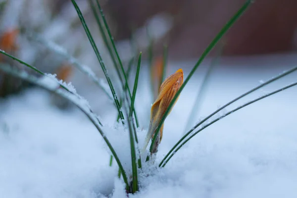 Detailní Záběr Sněhových Kapek Rostoucích Sněhu — Stock fotografie