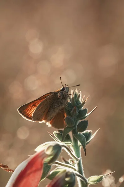 Dingy Swift Butterfly Flower Bud Blurred Background — Stock Photo, Image