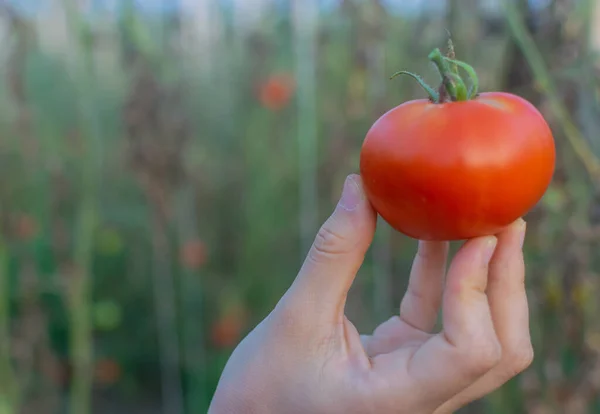 Une Main Tenant Fruit Tomate Mûr Dans Jardin — Photo