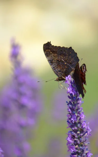 Closeup Two Butterflies Perched Lavender Flower Blurred Background — Stock Photo, Image