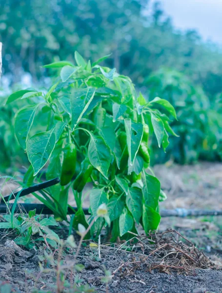 Zelená Paprika Rostlina Mnoha Druhy Ovoce Zahradě — Stock fotografie