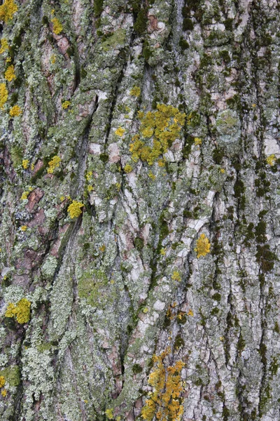 Closeup Vertical Tronco Árvore Musgoso Textura Casca Árvore Com Musgo — Fotografia de Stock