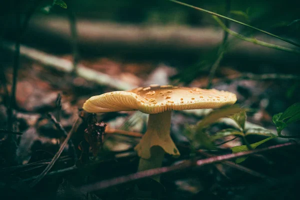 Een Selectieve Focus Shot Van Een Groeiende Paddestoel — Stockfoto