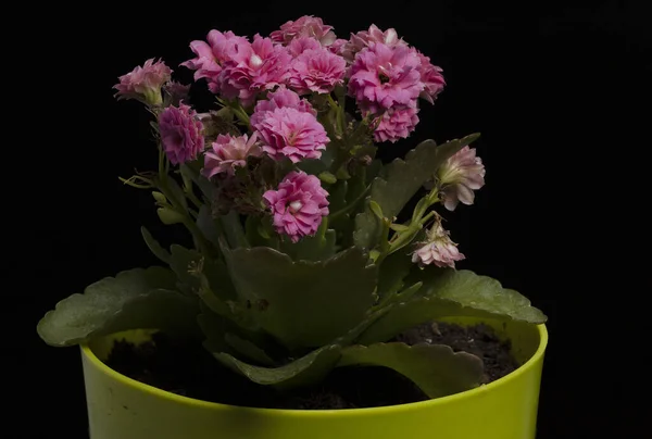 Eine Nahaufnahme Von Violetten Blumen Einem Gelben Topf Isoliert Auf — Stockfoto