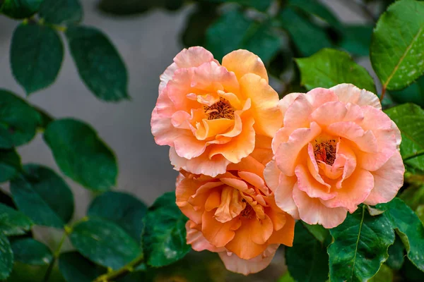 庭で成長しているオレンジ色の西部のバラの開花植物の選択的な焦点のショット — ストック写真