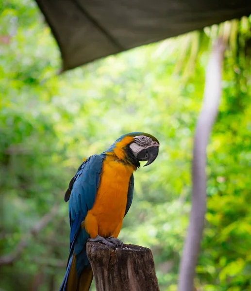 Pionowe Ujęcie Egzotycznej Niebieskiej Macaw Żółtym Brzuchem Tętniącym Życiem Zielonym — Zdjęcie stockowe