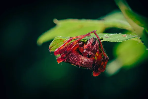 Μια Επιλεκτική Φωτογραφία Μιας Κόκκινης Αράχνης — Φωτογραφία Αρχείου