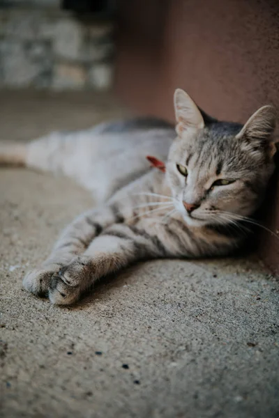 Simpatico Gatto Domestico Sul Pavimento — Foto Stock