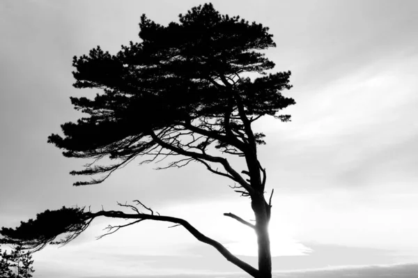 Grayscale Lonely Dry Tree Cloudy Day Sky — Stock Photo, Image