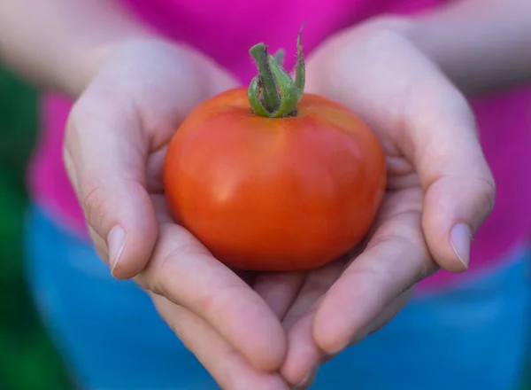 Eine Reife Tomate Auf Den Händen Eines Weibchens — Stockfoto