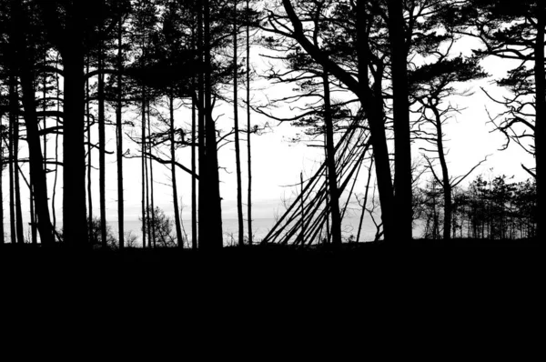 Grayscale Dark Forest Trees Close Each Other Light Visible Background — Stock Photo, Image