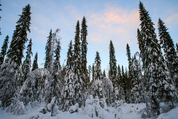 Snötäckta Höga Träden Skogen Rovaniemi Lappland Finland — Stockfoto