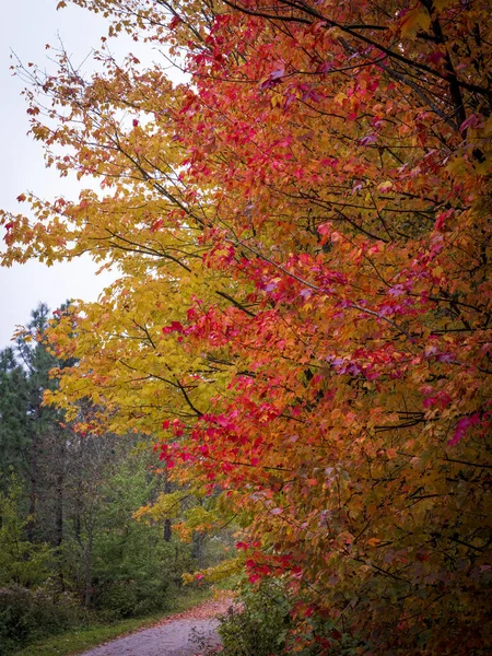 Vista Hermosos Árboles Otoño Bosque — Foto de Stock