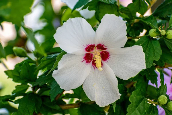 Selektivní Zaostření Záběru Bílé Běžné Ibiškové Kvetoucí Rostliny Rostoucí Zahradě — Stock fotografie