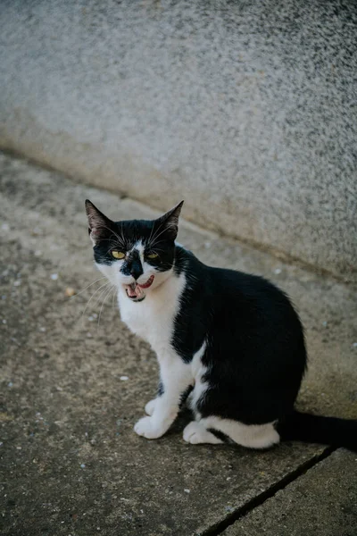 Gato Doméstico Bonito Chão — Fotografia de Stock