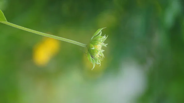 Ytlig Fokusbild Vildblomma Suddig Bakgrund — Stockfoto