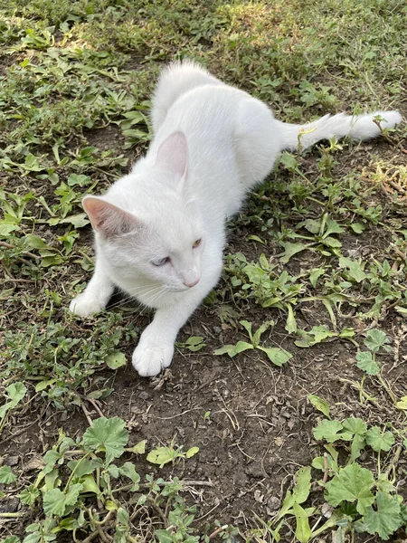 Egy Függőleges Lövés Egy Van Cat Feküdt Földön Szabadban — Stock Fotó