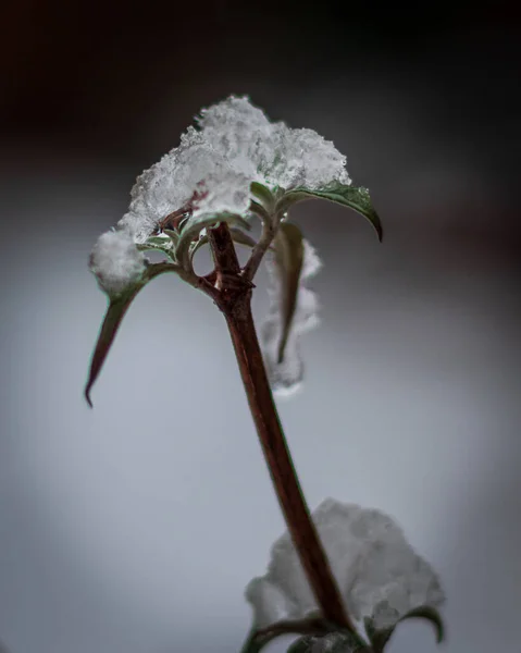 Una Planta Floración Congelada Con Fondo Gris Borroso — Foto de Stock