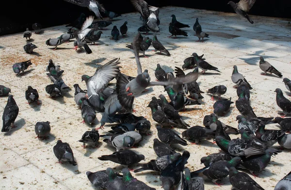 地面に鳩の群れの選択的フォーカスショット — ストック写真