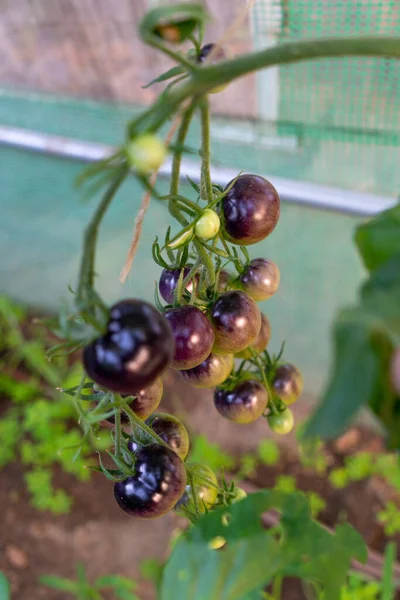 Plan Une Variété Différente Tomates Fraîches Mûres Sur Branche — Photo