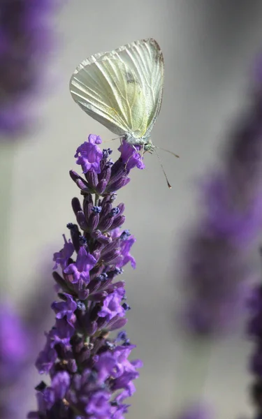 一只白色蝴蝶栖息在薰衣草上的特写 — 图库照片