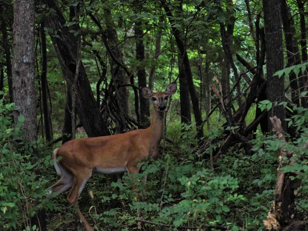 Egy Kép Egy Gyönyörű Szarvasról Aki Buja Erdőben Áll Kamerába — Stock Fotó