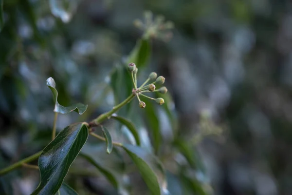 植物の新鮮な小枝のクローズアップショット — ストック写真