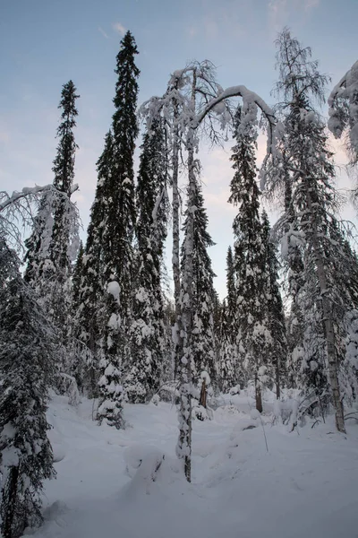 Snötäckta Höga Träden Skogen Rovaniemi Lappland Finland — Stockfoto