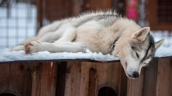 Husky Siberiano Dormindo Sua Casa Madeira Coberta Neve Lapônia Finlândia — Fotografia de Stock