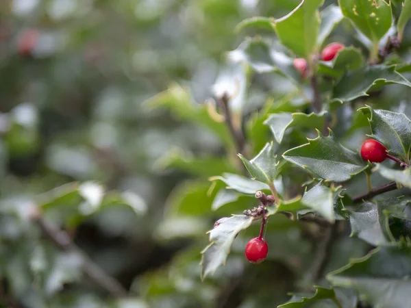 Eine Nahaufnahme Von Roten Beeren Auf Der Pflanze — Stockfoto