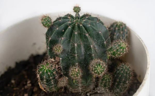 Pot Fleurs Avec Des Plantes Cactus Sur Fond Blanc — Photo