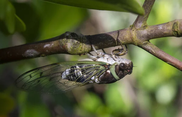 Closeup Shot Dragonfly Twig — Stock Photo, Image